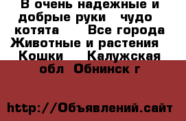 В очень надежные и добрые руки - чудо - котята!!! - Все города Животные и растения » Кошки   . Калужская обл.,Обнинск г.